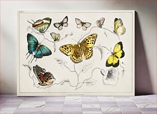 Πίνακας, Collection of various butterflies. A History of the Earth and Animated Nature (1820) by Oliver Goldsmith (1730-1774)