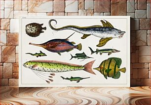 Πίνακας, Collection of various fishes. A History of the Earth and Animated Nature (1820) by Oliver Goldsmith (1730-1774)