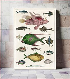Πίνακας, Collection of various fishes. A History of the Earth and Animated Nature (1820) by Oliver Goldsmith (1730-1774)