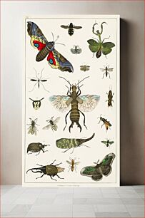Πίνακας, Collection of various insects. A History of the Earth and Animated Nature (1820) by Oliver Goldsmith (1730-1774)