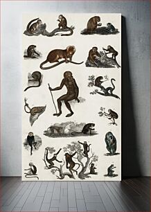 Πίνακας, Collection of various monkeys. A History of the Earth and Animated Nature (1820) by Oliver Goldsmith (1730-1774)
