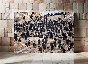 Πίνακας, Colony of Birds on Rocky Terrain Αποικία Πτηνών στο Βραχώδες Έδαφος