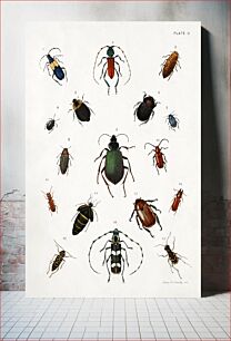 Πίνακας, Colored beetles, landscape, study folder for book Concealing Coloration in the Animal Kingdom various media and collage by Abbott H