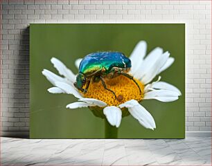 Πίνακας, Colorful Beetle on Daisy Πολύχρωμο σκαθάρι στη μαργαρίτα