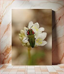 Πίνακας, Colorful Beetle on White Flower Πολύχρωμο σκαθάρι σε λευκό λουλούδι