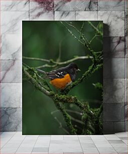 Πίνακας, Colorful Bird on a Mossy Branch Πολύχρωμο πουλί σε ένα ποώδη κλαδί