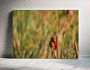 Πίνακας, Colorful Bird on a Reed Πολύχρωμο πουλί σε ένα καλάμι
