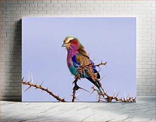 Πίνακας, Colorful Bird on Thorny Branch Πολύχρωμο πουλί στο αγκάθινο κλαδί