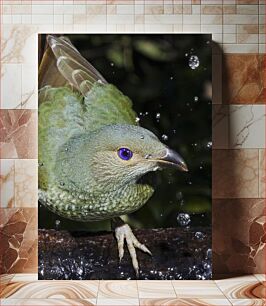 Πίνακας, Colorful Bird with Water Droplets Πολύχρωμο πουλί με σταγονίδια νερού