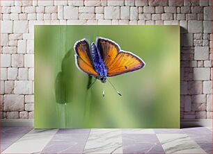 Πίνακας, Colorful Butterfly on Leaf Πολύχρωμη πεταλούδα στο φύλλο