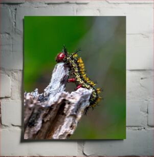 Πίνακας, Colorful Caterpillar on a Branch Πολύχρωμη κάμπια σε ένα κλαδί