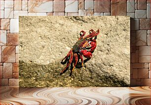 Πίνακας, Colorful Crab on Rock Πολύχρωμο Καβούρι στο βράχο