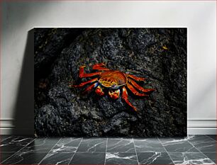 Πίνακας, Colorful Crab on Rocky Surface Πολύχρωμο καβούρι σε βραχώδη επιφάνεια