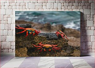 Πίνακας, Colorful Crabs on Rocks by the Sea Πολύχρωμα καβούρια σε βράχους δίπλα στη θάλασσα