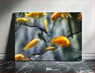Πίνακας, Colorful Fish in an Aquarium Πολύχρωμα ψάρια σε ενυδρείο