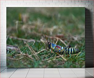 Πίνακας, Colorful Grasshopper in Nature Πολύχρωμη Ακρίδα στη Φύση