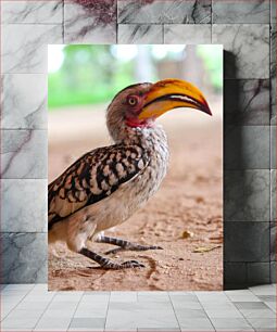 Πίνακας, Colorful Hornbill in Natural Habitat Πολύχρωμο Hornbill σε φυσικό βιότοπο