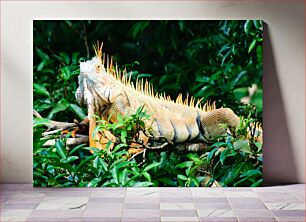 Πίνακας, Colorful Iguana in Nature Πολύχρωμο ιγκουάνα στη φύση