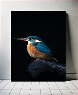 Πίνακας, Colorful Kingfisher on Branch Πολύχρωμη αλκυόνη στο κλαδί