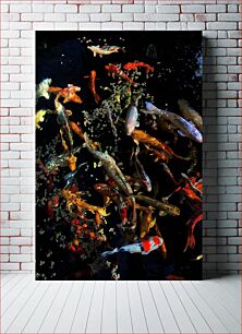 Πίνακας, Colorful Koi Fish Πολύχρωμα ψάρια Koi
