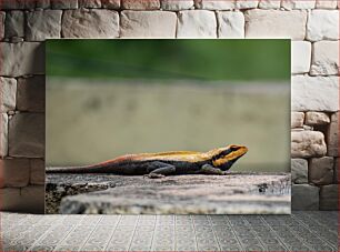 Πίνακας, Colorful Lizard on Rock Πολύχρωμη σαύρα στο βράχο