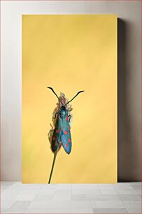 Πίνακας, Colorful Moth on a Flower Πολύχρωμος σκόρος σε ένα λουλούδι