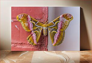 Πίνακας, Colorful Moth on Wall Πολύχρωμος σκόρος στον τοίχο