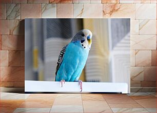 Πίνακας, Colorful Parakeet Πολύχρωμος παπαγάλος