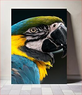 Πίνακας, Colorful Parrot Close-Up Πολύχρωμος παπαγάλος από κοντά