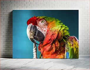 Πίνακας, Colorful Parrot Close-up Πολύχρωμο παπαγάλος κινηματογράφηση σε πρώτο πλάνο