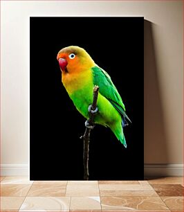 Πίνακας, Colorful Parrot Πολύχρωμος παπαγάλος