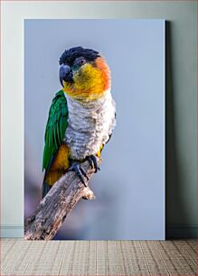 Πίνακας, Colorful Parrot Πολύχρωμος παπαγάλος