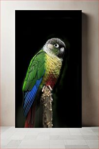 Πίνακας, Colorful Parrot on a Perch Πολύχρωμος παπαγάλος σε μια πέρκα