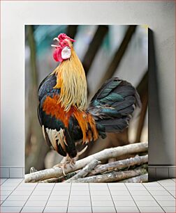 Πίνακας, Colorful Rooster Crowing Πολύχρωμος Κόκορας που λαλάει