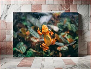 Πίνακας, Colorful Tree Frog Πολύχρωμος δεντροβάτραχος