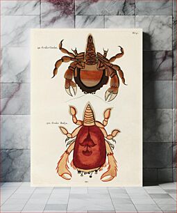 Πίνακας, Colourful and surreal illustrations of crabs found in Moluccas (Indonesia) and the East Indies by Louis Renard (1678 -1746) from Histoire naturelle des plus rares curiositez de la mer des Indes (1754)