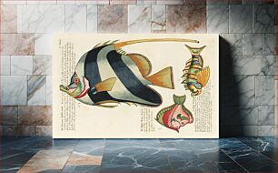 Πίνακας, Colourful and surreal illustrations of fishes found in Moluccas (Indonesia) and the East Indies by Louis Renard (1678 -1746) from Histoire naturelle des plus rares curiositez de la mer des Indes (1754)