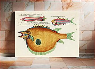 Πίνακας, Colourful and surreal illustrations of fishes found in Moluccas (Indonesia) and the East Indies by Louis Renard (1678 -1746) from Histoire naturelle des plus rares curiositez de la mer des Indes (1754)