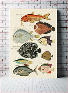Πίνακας, Colourful and surreal illustrations of fishes found in Moluccas (Indonesia) and the East Indies by Louis Renard (1678 -1746) from Histoire naturelle des plus rares curiositez de la mer des Indes (1754)