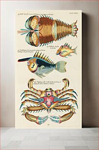 Πίνακας, Colourful and surreal illustrations of fishes, lobster and crab found in the Indian and Pacific Oceans by Louis Renard (1678 -1746) from Histoire naturelle des plus rares curiositez de la mer des Indes (1754)