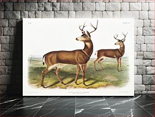 Πίνακας, Columbian Black-tailed Deer (Cervus Richardsonii) from the viviparous quadrupeds of North America (1845) illustrated by John Woodhouse Audubon (1812-1862)