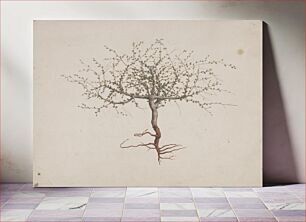 Πίνακας, Commiphora gileadensis (L.) C. Chr. (Balm of Gilead, Opobalsam): finished drawing if tree's habit (with roots) by Luigi Balugani