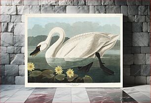 Πίνακας, Common American Swan from Birds of America (1827) by John James Audubon (1785 - 1851), etched by Robert Havell (1793 - 1878)