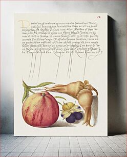 Πίνακας, Common Apple, European Wild Pansy, and Giant Filbert from Mira Calligraphiae Monumenta or The Model Book of Calligraphy (1561–1596) by Georg Bocskay and Joris Hoefnagel