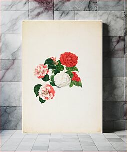 Πίνακας, Common Camellias (Camellia japonica)