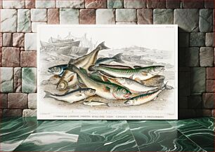 Πίνακας, Common Cod, Haddock, Whiting, Coal Fish, Ling, Holibut, Mackerel, and Smelt or Spirling. A History of the Earth and Animated Nature (1820) by Oliver Goldsmith (1730-1774)