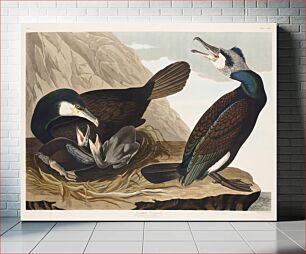 Πίνακας, Common Cormorant from Birds of America (1827) by John James Audubon, etched by William Home Lizars