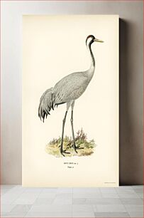 Πίνακας, Common Crane (Grus Grus) illustrated by the von Wright brothers