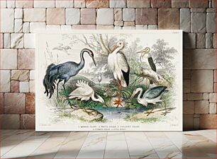 Πίνακας, Common Crane, White Stork, Gigantic Crane, Common Heron, and Little Egret. A History of the Earth and Animated Nature (1820) by Oliver Goldsmith (1730-1774)