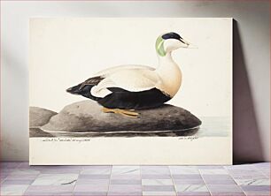 Πίνακας, Common eider, male, 1828, Magnus Von Wright